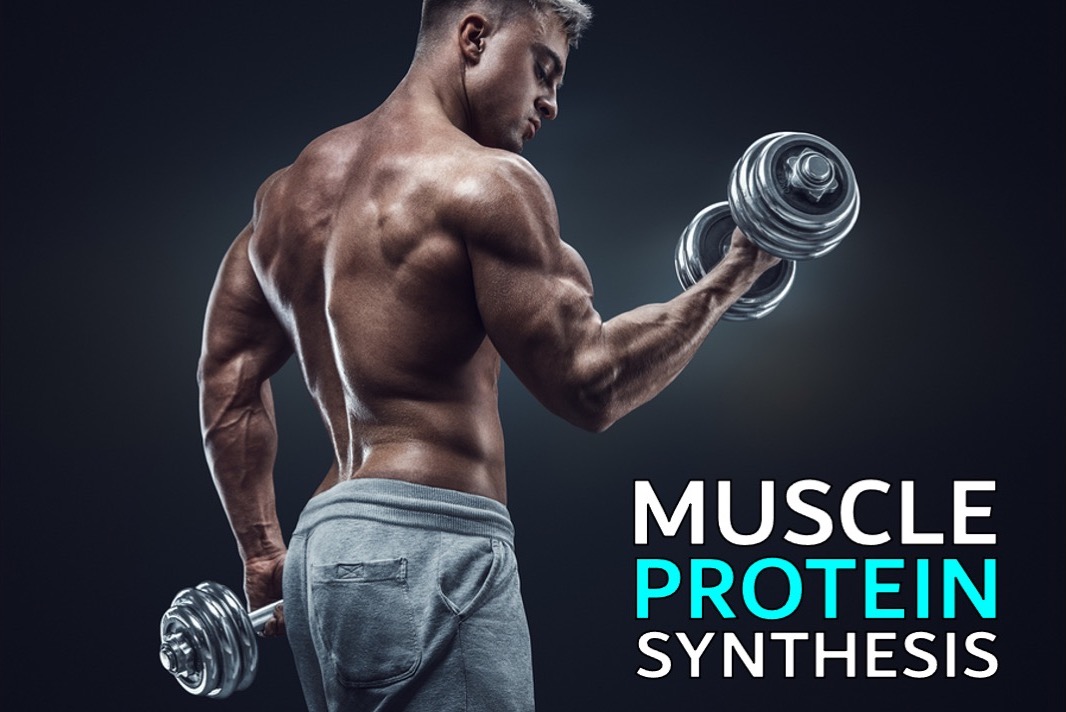 The Ultimate Muscle Groups Guide & How To Best Train Them - Levels